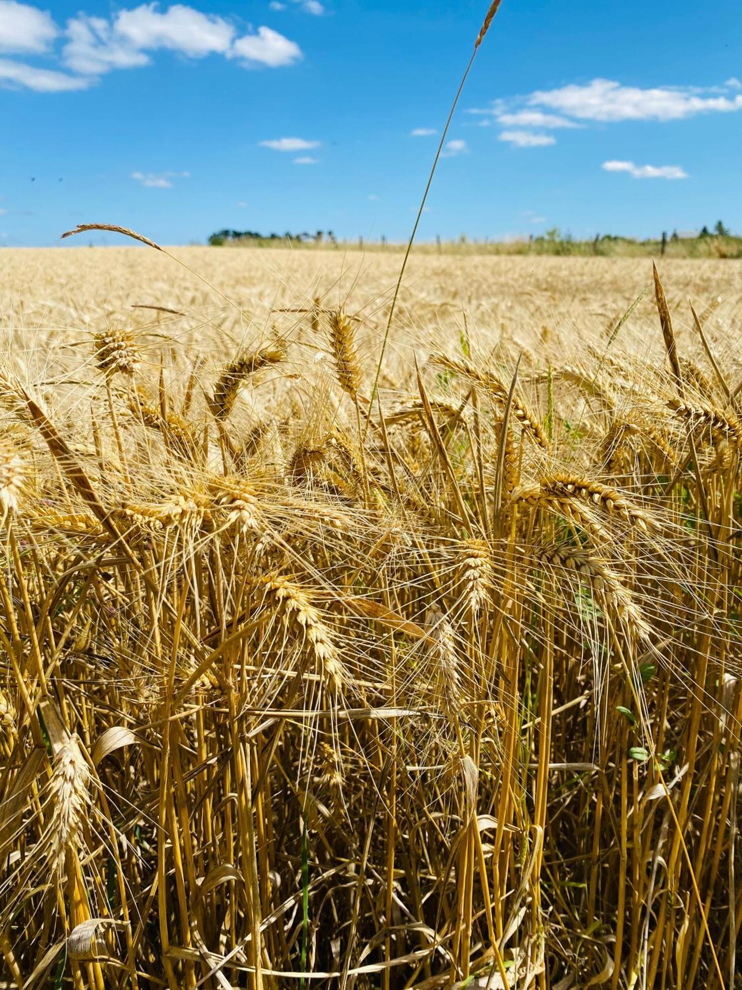 L'Ecrin De Verdure Ligré Kültér fotó
